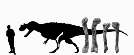 Ceratosaurus dgrfcthcyhy
