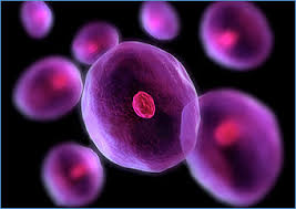 cellulas madres ewrgcxtcygretyhcrh